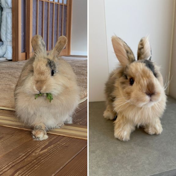 Custom-made stuffed toys that look just like your pet
