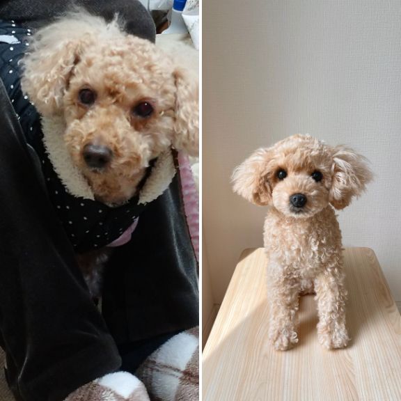 Custom-made stuffed toys that look just like your pet