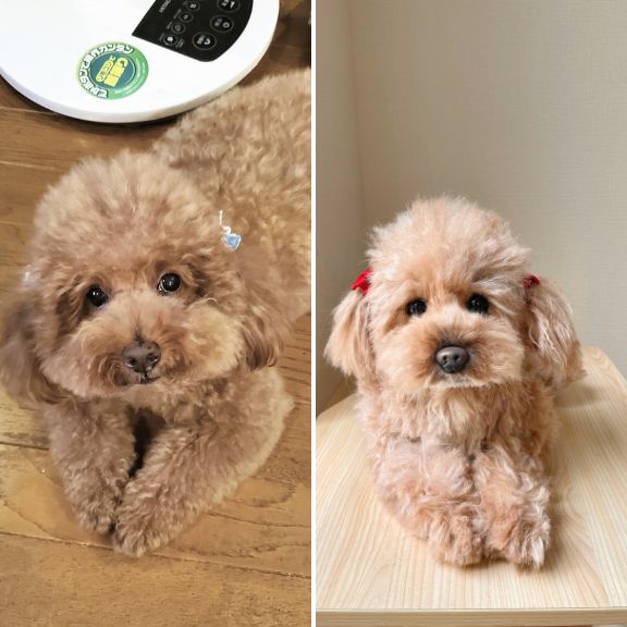 Custom-made stuffed toys that look just like your pet