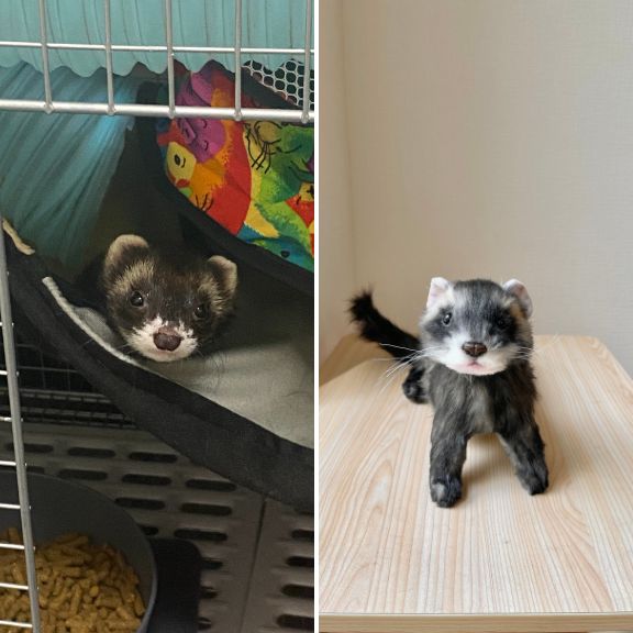 Custom-made stuffed toys that look just like your pet