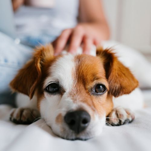 亡くなった愛犬を忘れられない…どうしたらいい？