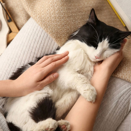 人の手の上ですやすや眠る猫