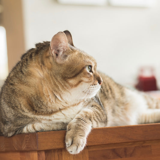 愛猫を見送った後、新しい猫を迎える決心がつくまで