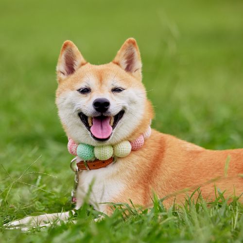 愛された犬は来世で風となり あなたの日々を何度も撫でる