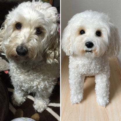 作品例345 バニラちゃん.jpg