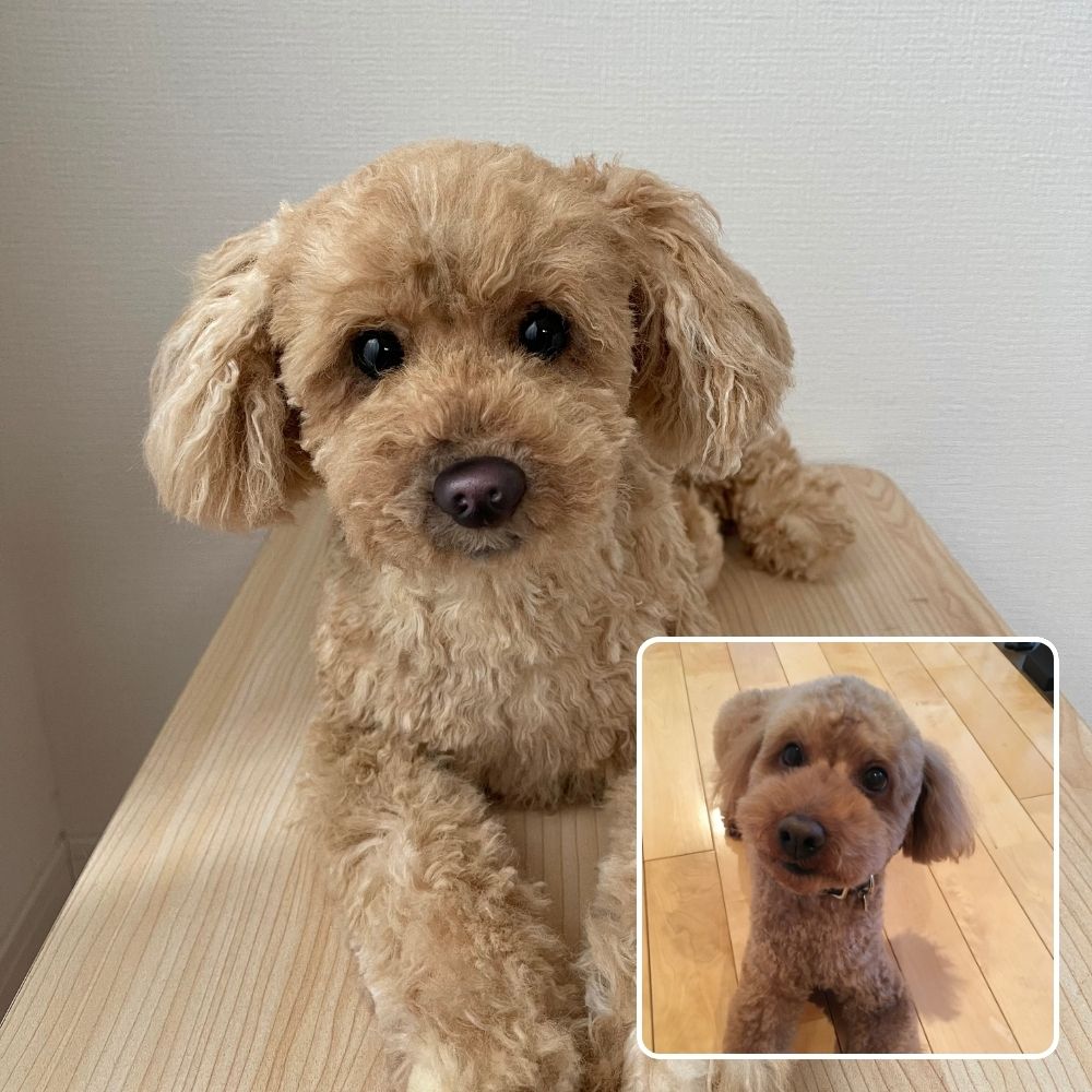 ペットそっくりオーダーメイドぬいぐるみ – FLUFFY