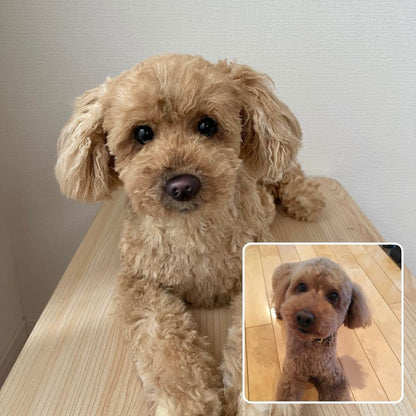 作品例358 ショコラくん.jpg