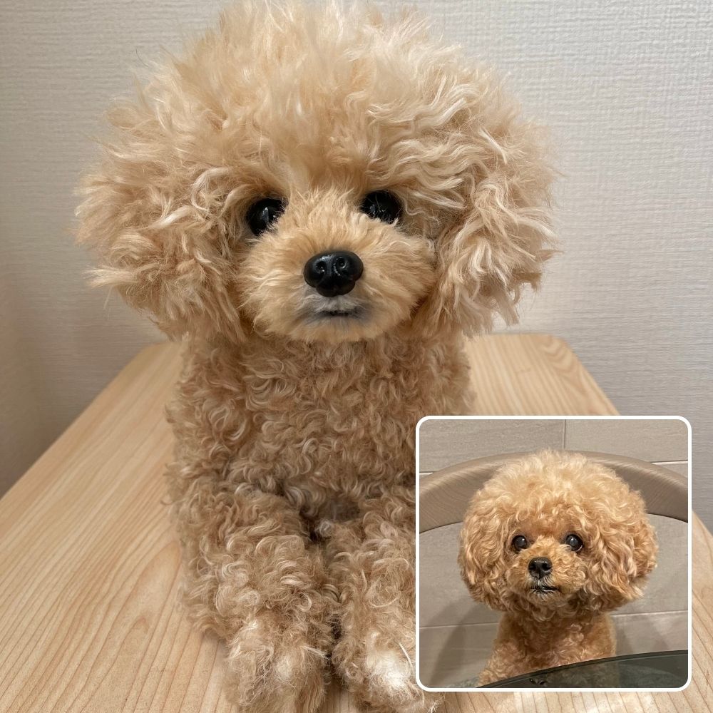 ペットそっくりオーダーメイドぬいぐるみ