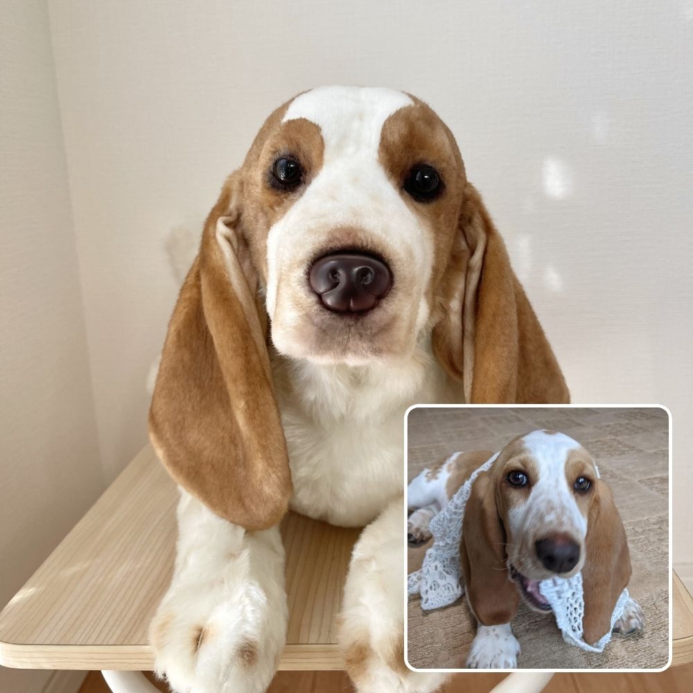 ペットそっくりオーダーメイドぬいぐるみ – FLUFFY