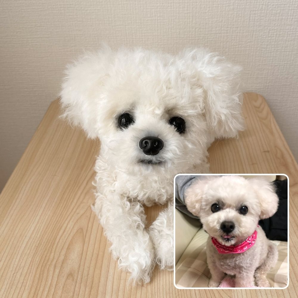 ペットそっくりオーダーメイドぬいぐるみ