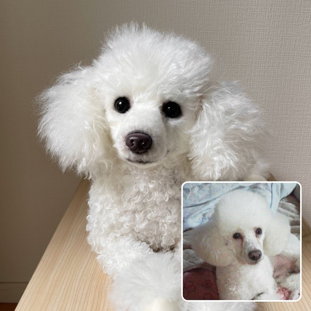 ペットそっくりオーダーメイドぬいぐるみ – FLUFFY